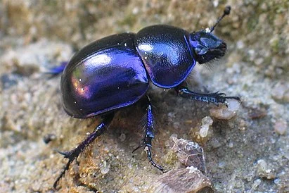 Dung beetle - Biology, Insects, Macro photography, In the animal world, Beetles, Жуки, Video, Vertical video, Longpost