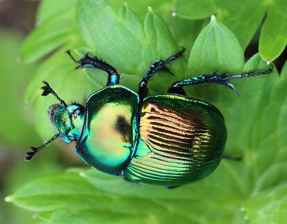 Dung beetle - Biology, Insects, Macro photography, In the animal world, Beetles, Жуки, Video, Vertical video, Longpost