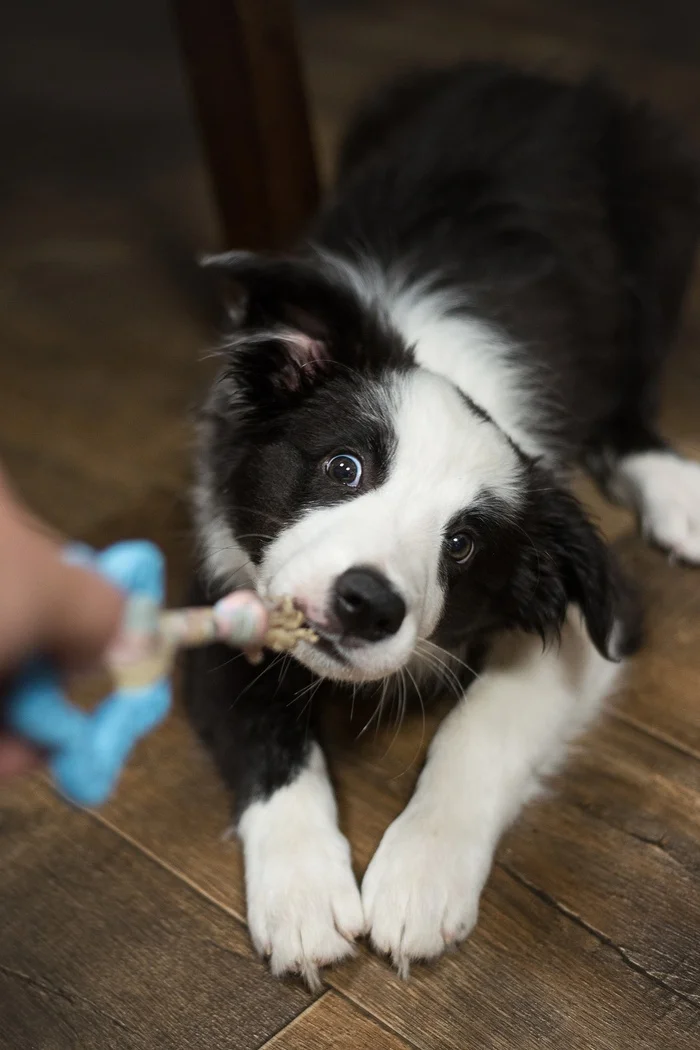 Reply to the post “Why the hell do I want to break up with my boyfriend because of a dog?” - My, Am I the asshole, Relationship, Dog, Argument, Mat, Text, Friend, Family, Puppies, Border Collie, Reply to post, Longpost, A wave of posts