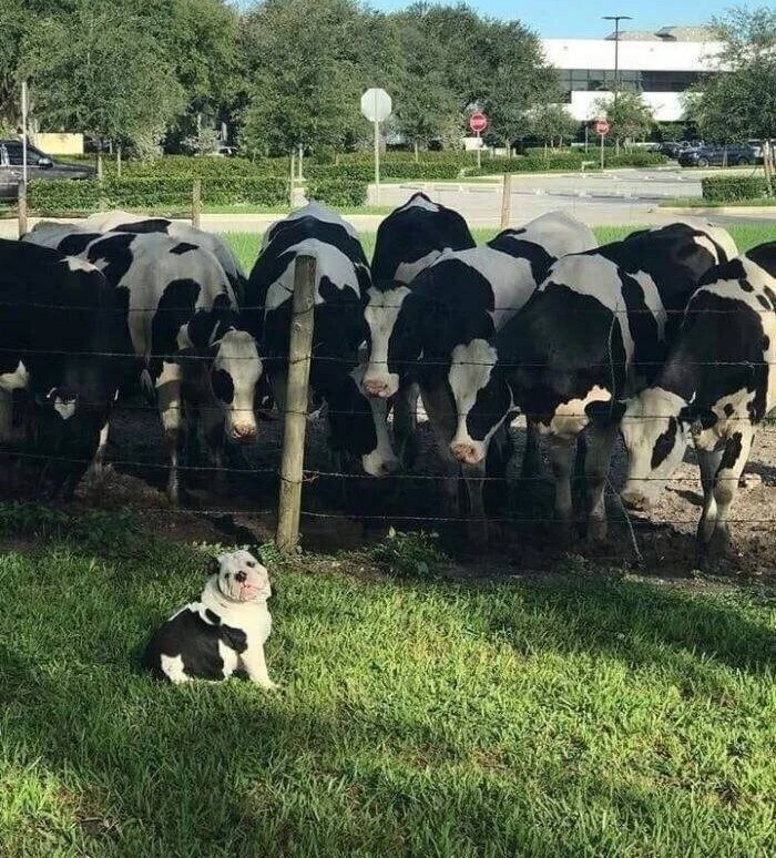 One among strangers, a stranger among one's own - Humor, The photo, Animals, Dog, Cow