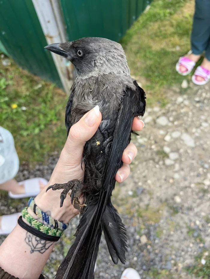 Found a jackdaw - My, Birds, Corvids, Video, Vertical video, Longpost