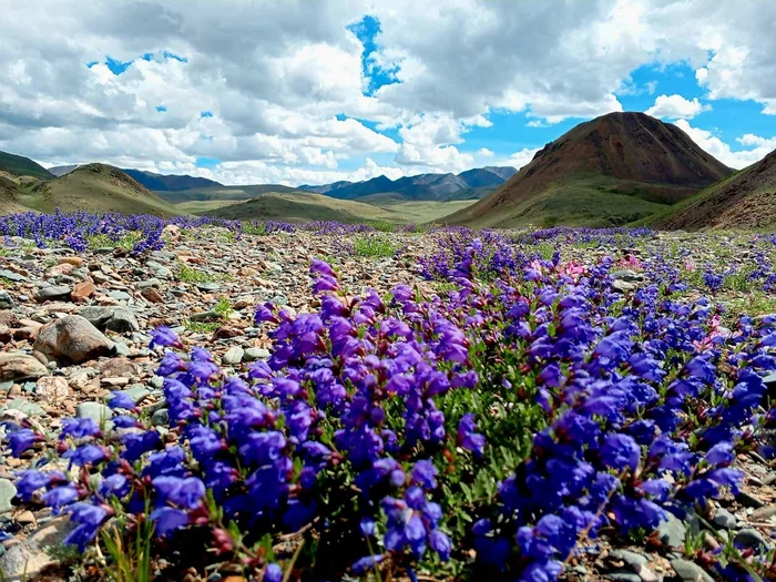 Alien beauty - Plants, Bloom, The photo, beauty, wildlife, Sailyugem National Park, Altai Republic, Telegram (link), Longpost