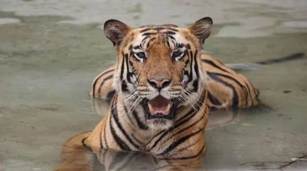 India reports wild tiger population growth at 6% per year - Bengal tiger, India, Population, Positive, Protection of Nature, Animal protection, Cat family, Predatory animals, Tiger, Big cats, Wild animals, wildlife, Count, Report