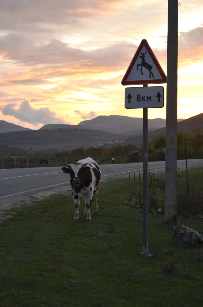 The sign did not deceive - My, Cow, Signs, The photo, Animals, Road sign, Wild animals