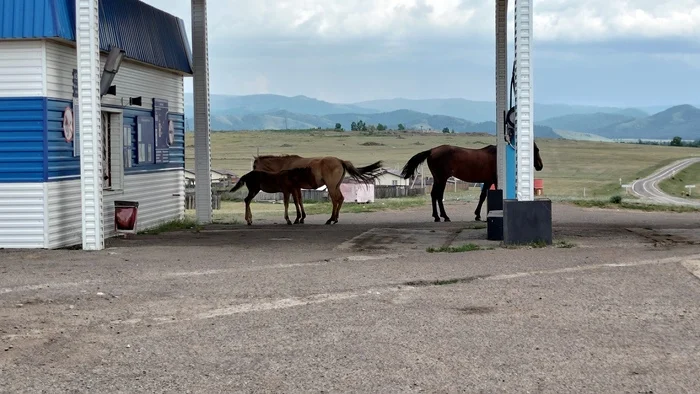 Z-refueling - My, Refueling, Horses, Feeding, Humor, The photo, Gas station