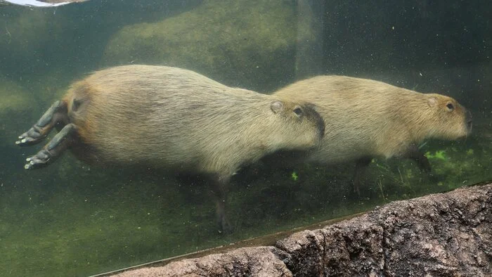 Kapi torpedoes - Capybara, Rodents, Wild animals, Water, Zoo, Aquarium