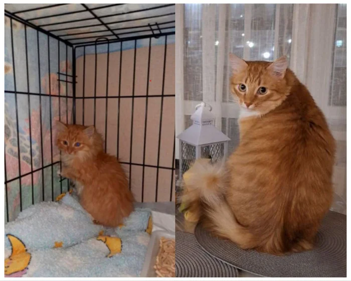 Continuation of the post “The animals I saved have become a little bit” - My, cat, Animal Rescue, Helping animals, It Was-It Was, Dacha, Winter, Longpost, Reply to post