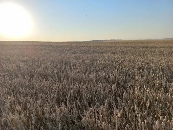 Field - My, The photo, Mobile photography, Field, Nature, beauty, View, Beautiful view