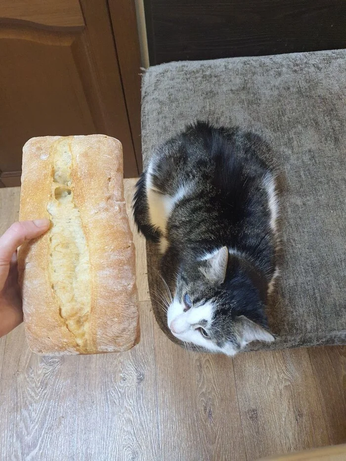 Bakery - My, cat, Baton, Bread, Pets, The photo, Ciabatta