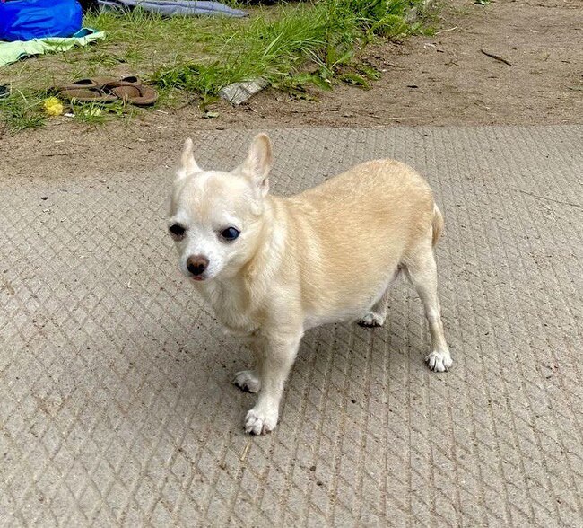 Power Pikabu niid help missing dog - My, The dog is missing, Help, Dog, Lost, Help me find, Chihuahua, The strength of the Peekaboo, Leningrad region, No rating