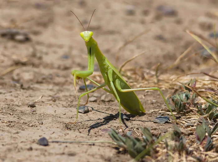 Green - My, Nature, The nature of Russia, Photo hunting, Mantis, Steppe, LPR, Donbass, wildlife, Insects