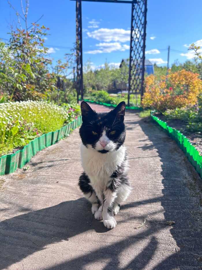 Долгожитель - Кот, Дачный сезон, Долгожитель, Фотография