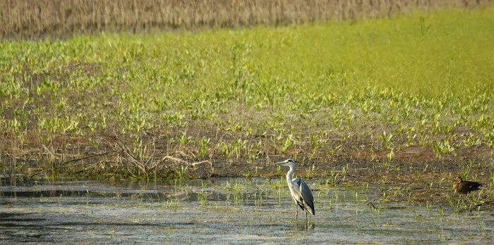 Tired of it - My, Nature, The nature of Russia, Birds, LPR, Donbass, Photo hunting, Steppe, Bird watching, wildlife, Hobby