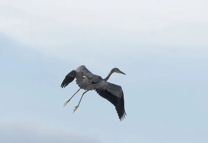 Choosing a place for fishing - My, The nature of Russia, Ornithology League, Birds, Steppe, Nature, LPR, Donbass, Hobby, Photo hunting, Bird watching