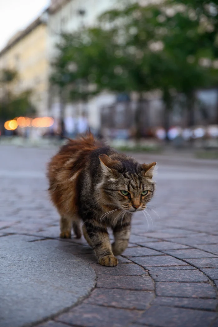 Питерский котейка - Моё, Санкт-Петербург, Фотограф, Прогулка по городу, Фотография, Прогулка, Кот