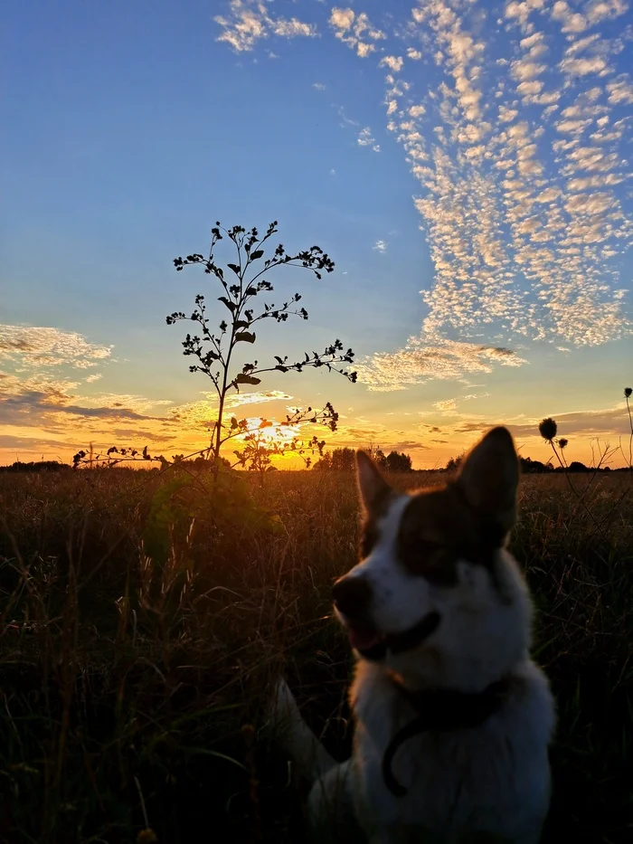 Sunset - My, Sunset, Summer, Nature, Kaliningrad region, Dog, Sky, Clouds, Longpost