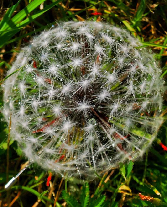 Is he not real? - My, Handmade, Needlework without process, Bijouterie, Hobby, Crafts, Brooch, Vertical video, Flowers, Dandelion, Summer, Decoration, Exclusive, The photo, Mobile photography, Video, Longpost