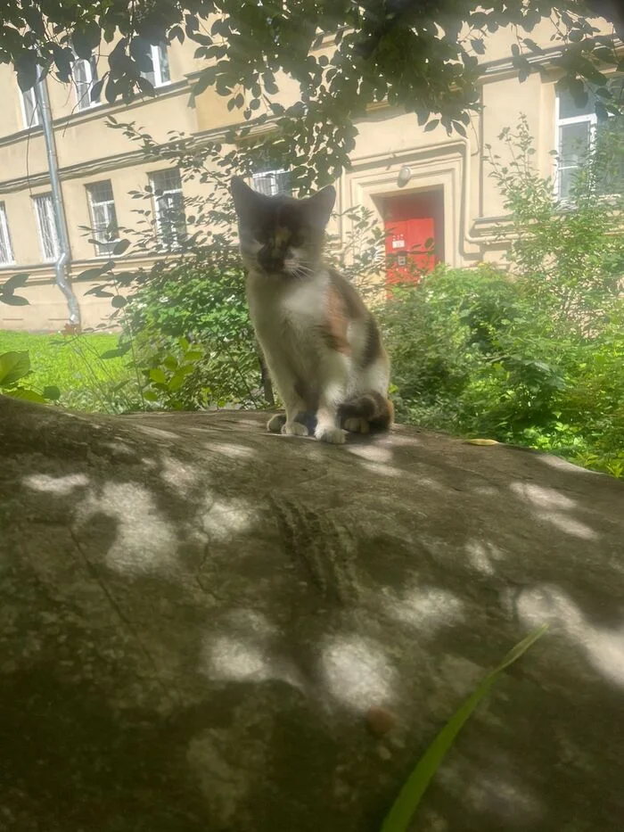 Continuation of the post “Teenage kitten on the street. The cute time is over, you need to know the honor. The animal should live on the street - cat, In good hands, No rating, Helping animals, Saint Petersburg, Leningrad region, Kittens, VKontakte (link), Longpost, Reply to post