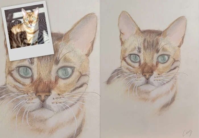 Cat portrait No. 3 Golden Japanese samurai Saino - My, Pencil drawing, Painting, Drawing, cat, Colour pencils, Learning to draw, Animalistics