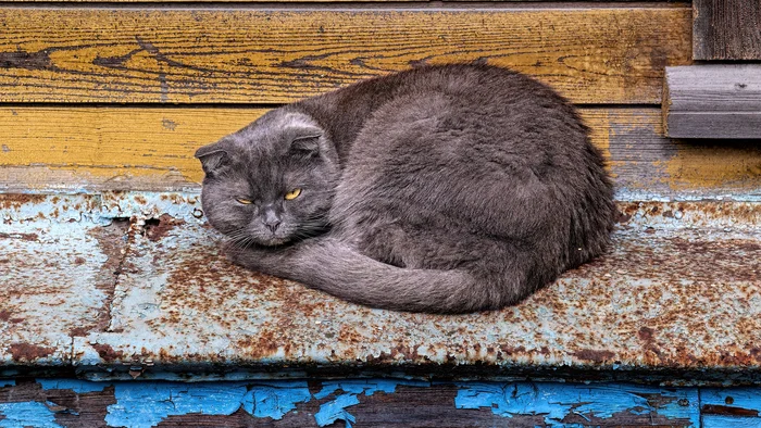 Плюшевый на железе II - Моё, Фотография, Canon, Уличная фотография, Прогулка по городу, Кот, Шотландская вислоухая, Начинающий фотограф