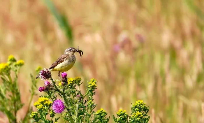 Yellow wagtail - My, The photo, Netherlands (Holland), Nature, Birds