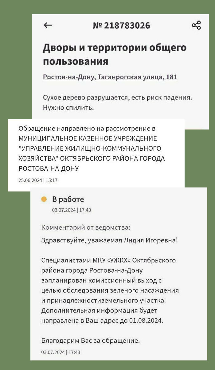 The sad and instructive story of one Rostov tree - Funny, Screenshot, Housing and communal services, Tree, Rostov-on-Don, Longpost