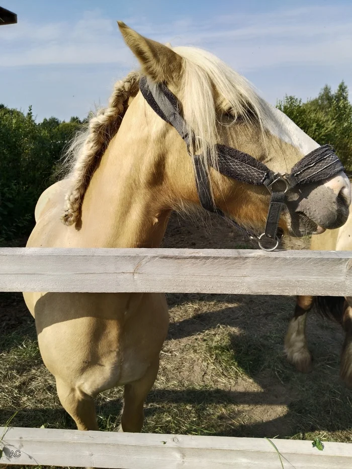 A beautiful Tinker horse from the Forbidden Forest. The photo does not convey at least 2 beautiful recognizable features of the breed. Can you guess which ones? - My, Horses, beauty, Tinker