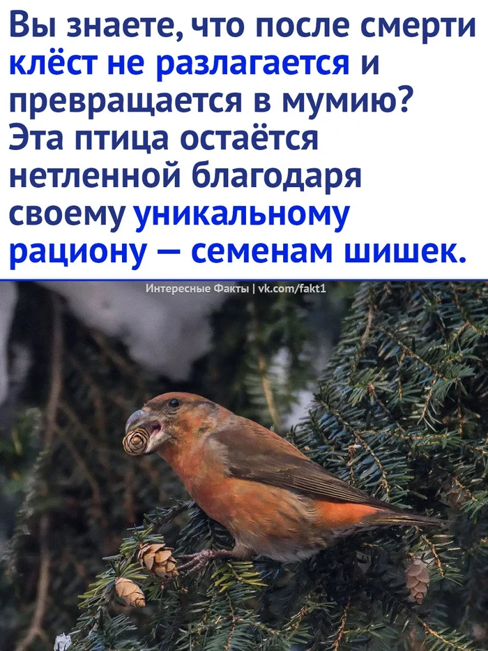 Amazing bird - Birds, Animals, Nature, Picture with text, Longpost, Crossbill, Mummy