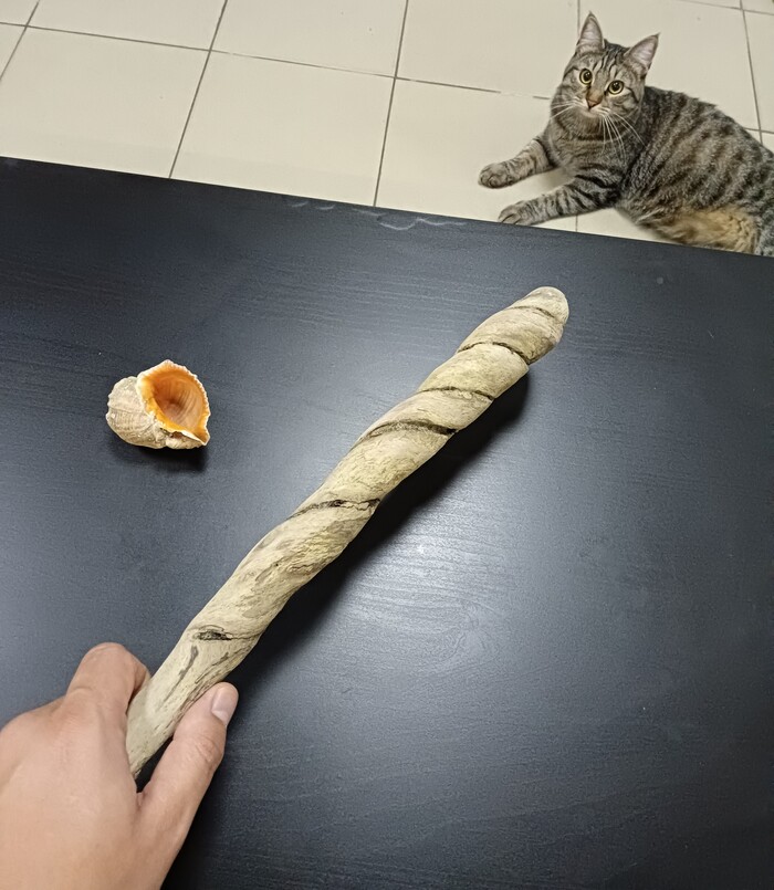 Ответ на пост «Нас ждут приключения!»