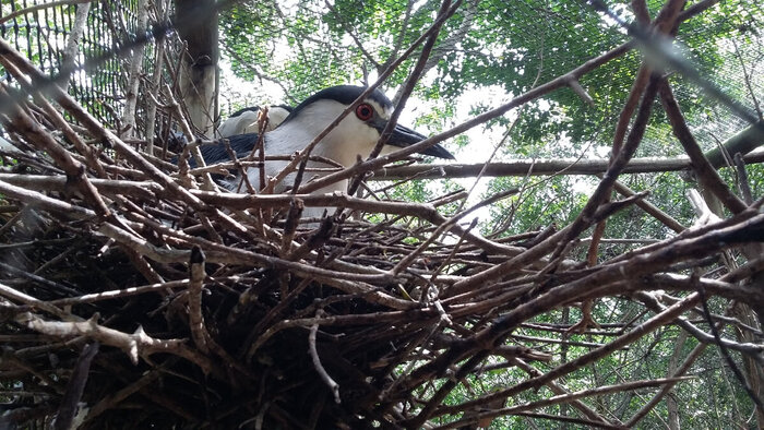 Кваква: "Здравствуйте"