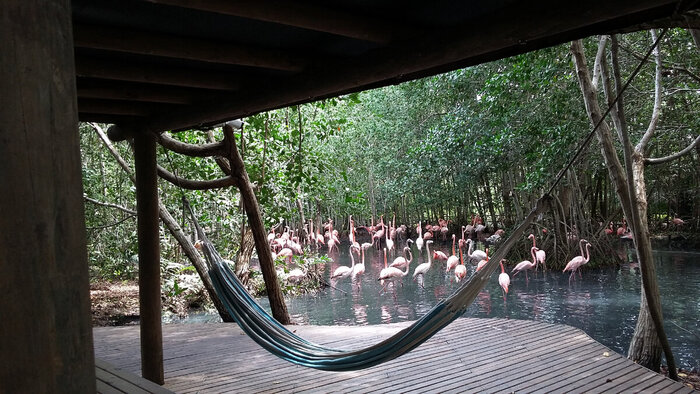 Что может быть круче, чем отдохнуть в гамаке с видом на фламинго