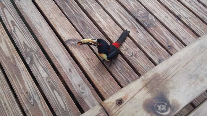 Сижу на лавочке, слушаю птичий щебет. И вдруг полосатоклювый арасари приходит познакомиться поближе