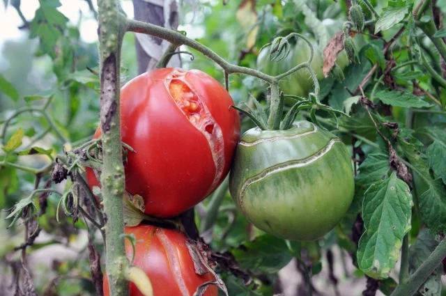 Why do tomatoes crack? - Tomatoes, Garden, Dacha, Telegram (link)