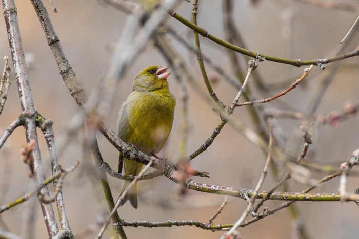 Обыкновенная зеленушка