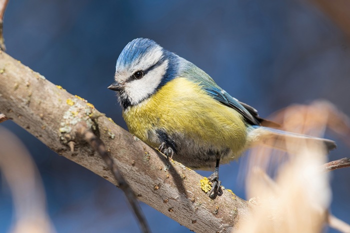 Обыкновенная лазоревка