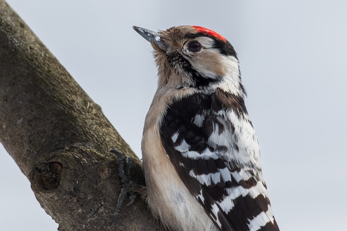 Малый пёстрый дятел