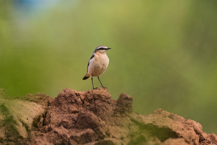 Обыкновенная каменка