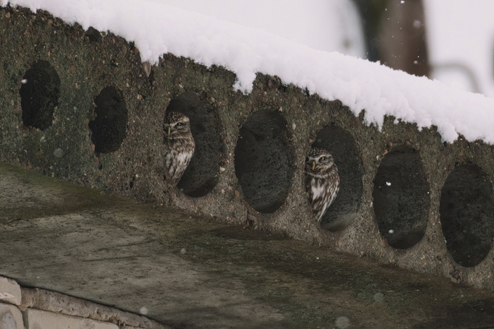 Домовый сыч