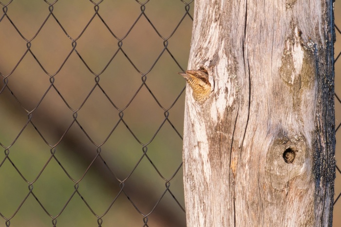 Вертишейка