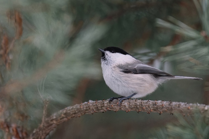 Буроголовая гаичка (пухляк