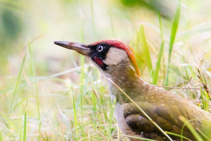 Зеленый дятел