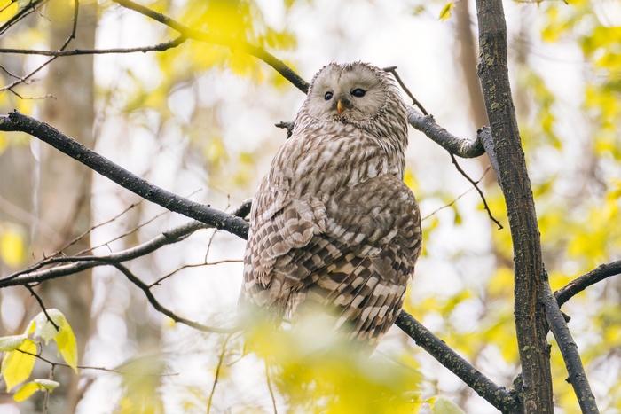 Длиннохвостая (уральская) неясыть