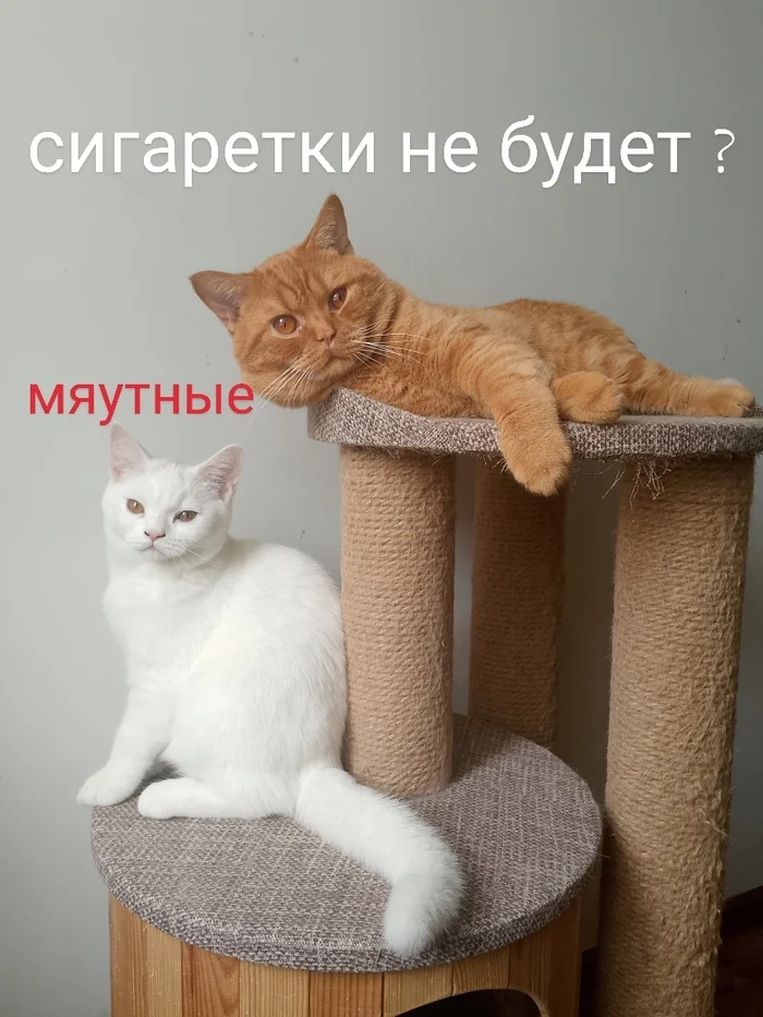 Однажды... - Моё, Пушистые, Британский кот, Кот, Котята, Погладь кота, Курение