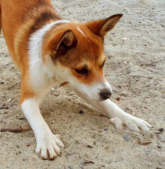 Dogs may well have 24 fingers, and they are fully functional. - norwegian lundehund, Dog, Pets, Informative, Paws, Telegram (link)