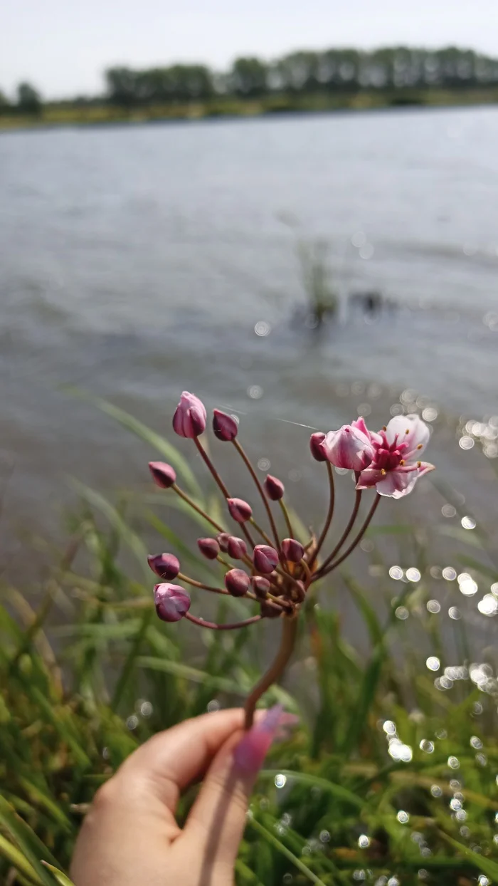 Flowers - My, Mobile photography, The photo, Longpost, Flowers, Nature