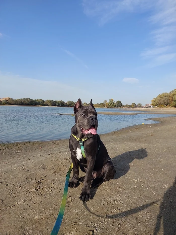 Cane Corso 5 months - My, Cane Corso, Dog, Kuban, Longpost