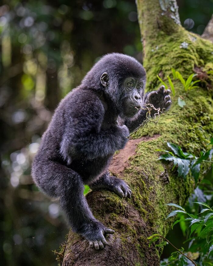 baby gorilla - Endangered species, Gorilla, Primates, Young, Wild animals, wildlife, National park, Africa, The photo