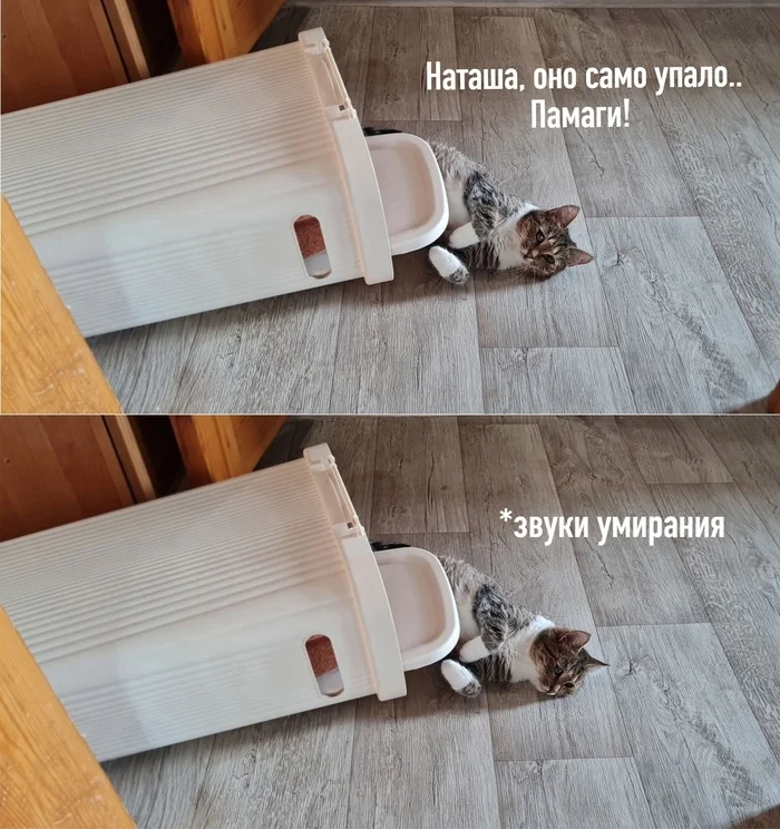 Didn't notice - My, cat, Humor, Natalia, Picture with text