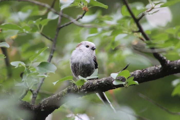 Polovnik - My, Prague, Czech, Birds, Long-tailed