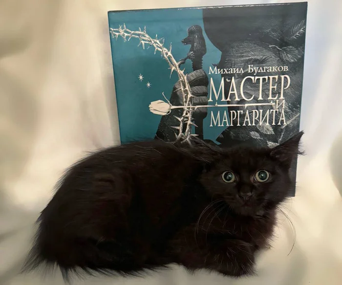 Do you like Bulgakov? - In good hands, Kittens, Fluffy, Overexposure, Shelter, Pet the cat, Black cat, Michael Bulgakov, Cat hippo, Master and Margarita, cat, Fat cats, Cat lovers, Homeless animals, Paws, Longpost